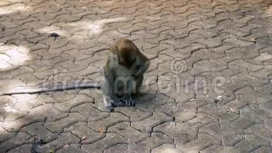 在步行街上寻找食物的猴子